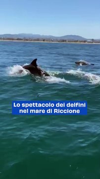 Lo spettacolo dei delfini nel mare di Riccione
