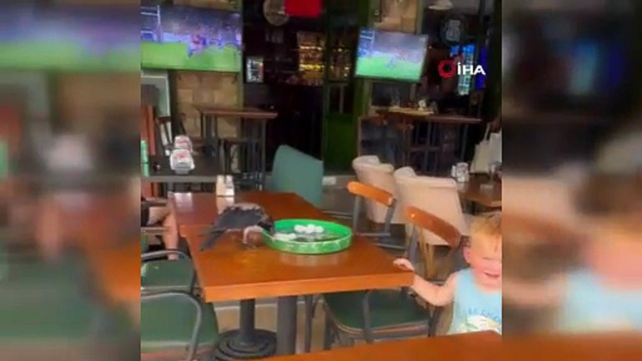 Bodrum'da sıcağa dayanamayan karga çarşı çarşı dolaşıp su içti