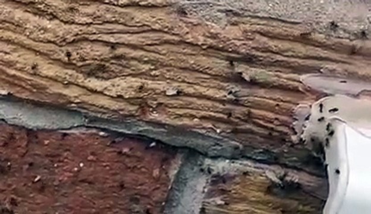 Flying Ant Day: Ants take flight