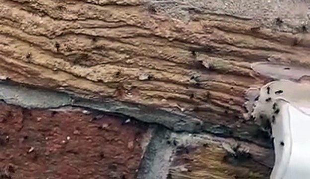 Flying Ant Day: Ants take flight