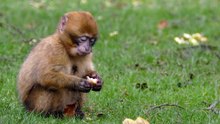 Monkey animals