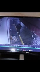 Imágenes sensibles: Un hombre lanza una botella de vidrio a un perro en la calle 