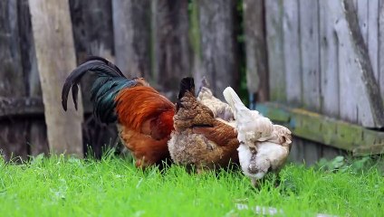 The chicken is looking for food."