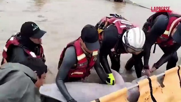 Bolivia, delfini rosa intrappolati in lagune isolate: le operazioni di salvataggio