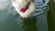 when your dog thinks he’s swimming 😂