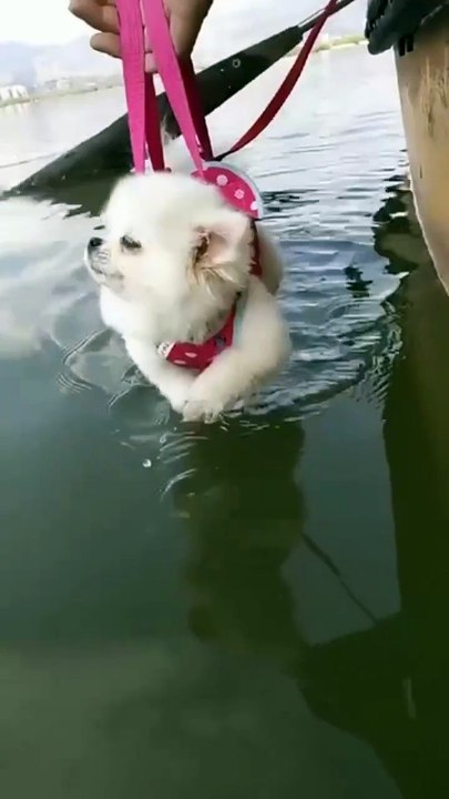 when your dog thinks he’s swimming 😂