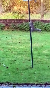 Mum was fed up of the squirrels stealing all the bird food so she greased the feeder!