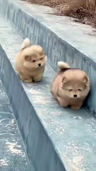 Dog🐶🐕Funny video