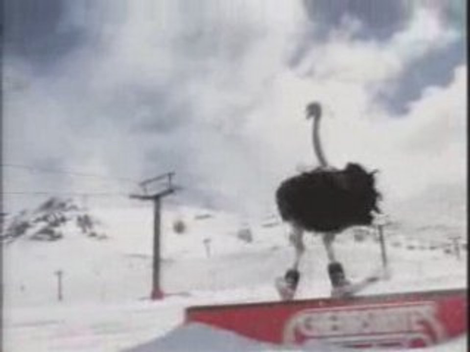 Autruche au ski