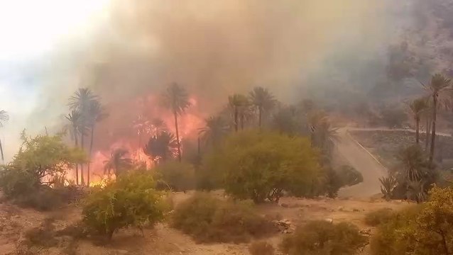 un incendie à ravagé une partie de la palmeraie de Targua ntouchka dans la région de chtouka ait baha
