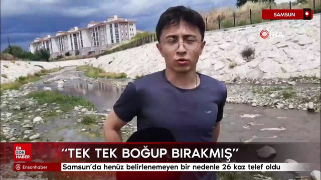 Samsun'da henüz belirlenemeyen bir nedenle 26 kaz telef oldu