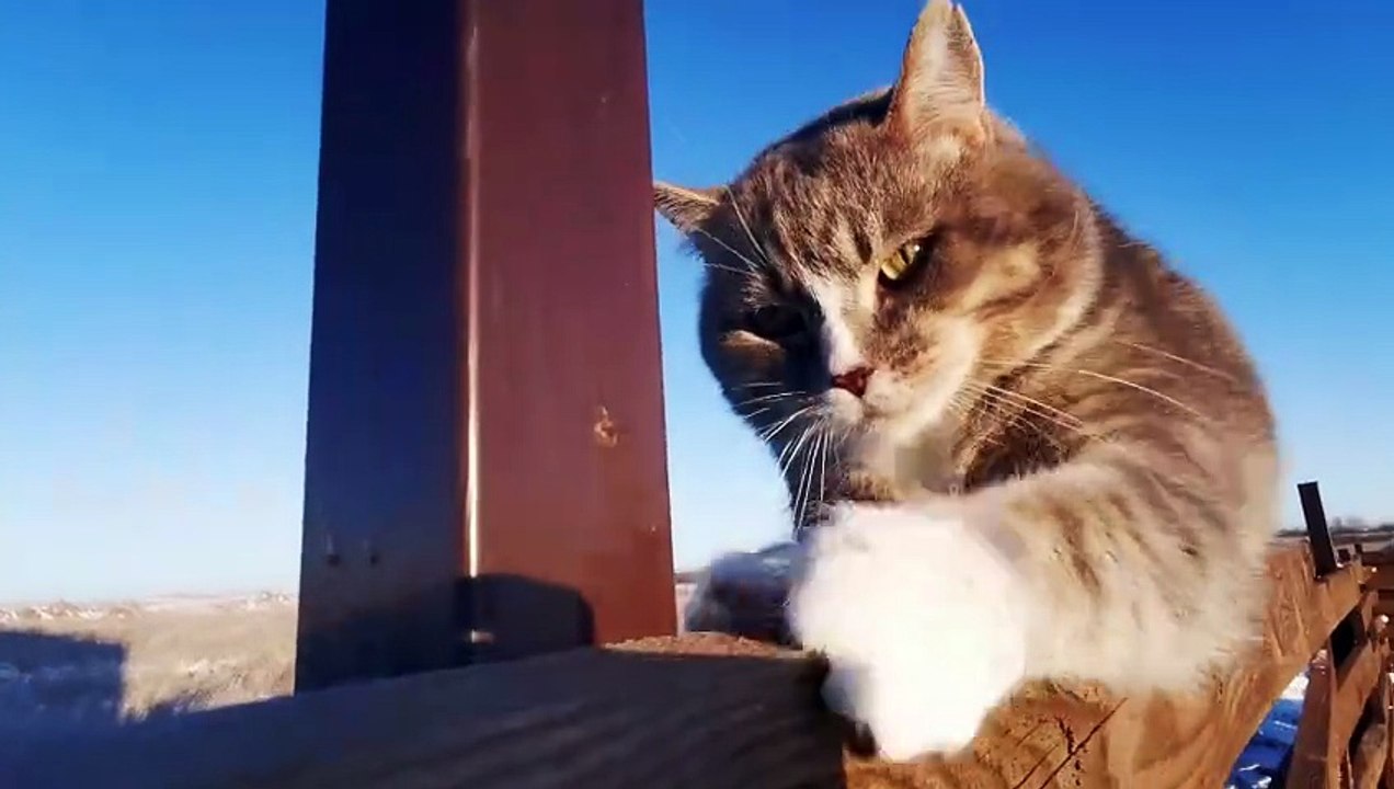 Os animais mais fofos do mundo  n•30
