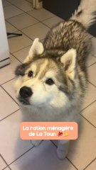 La ration ménagère de la Toun 💛🐻