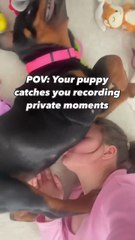 Why Do Dogs Love Belly Kisses #dogs #shorts #viral