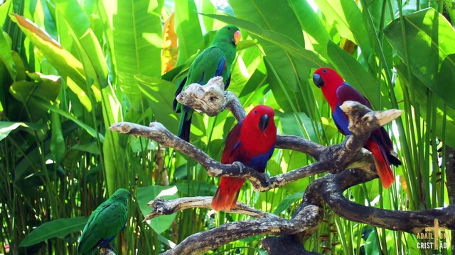 DEUS DA CRIAÇÃO | Ezequiel & Juliano cantando AO VIVO em Momentos no Tabernáculo da Fé em Goiânia - GO - Brasil