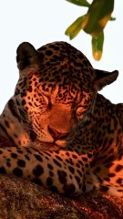 Animais incríveis parte 01