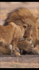 Animais incríveis parte 02