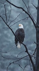 Animais incríveis parte 03