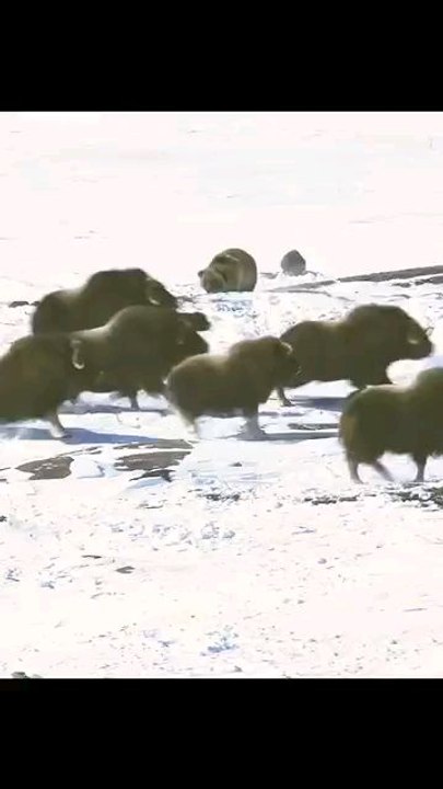 animal attack