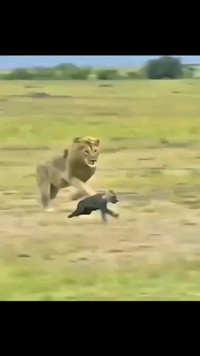 animal attack