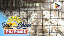 Hakbang na isinagawa para sa pagpapalakas pa sa sector ng livestock at agriculture