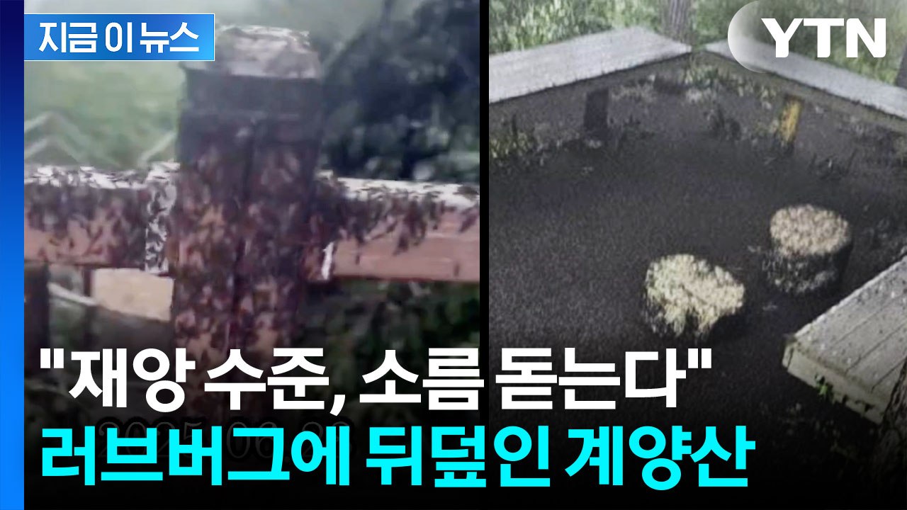 "러브버그가 산을 점령했다"...믿기 힘든 영상에 누리꾼들도 '경악' [지금이뉴스]...