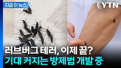 러브버그 번식 초기부터 '차단'...유충 잡는 새로운 시도 [지금이뉴스] / YTN