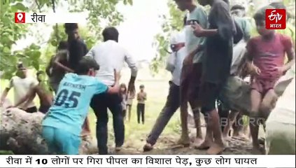 रीवा में 10 लोगों पर गिरा पीपल का विशाल वृक्ष, जिसने देखा सांसें थम गईं