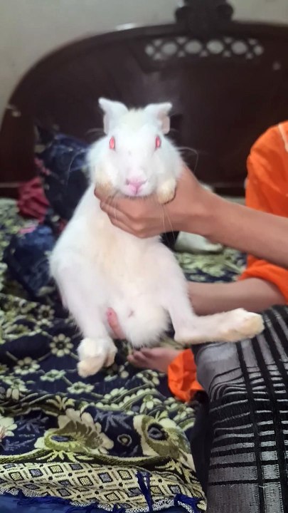 Cut rabbit