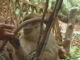 les macaques du maroc