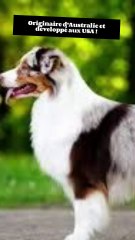 3 choses essentielles à savoir sur le Berger Australien