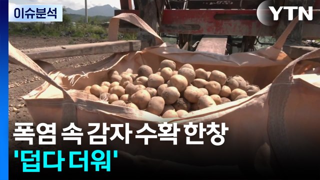 폭염 속 감자 수확 한창...'덥다 더워' / YTN