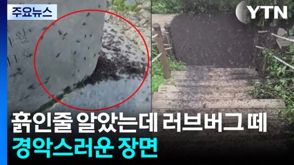 이른 폭염·장마가 부른 불청객...수도권 러브버그떼 '몸살' [앵커리포트] / YTN