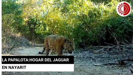La Papalota: 15 años de conservación del jaguar en Nayarit
