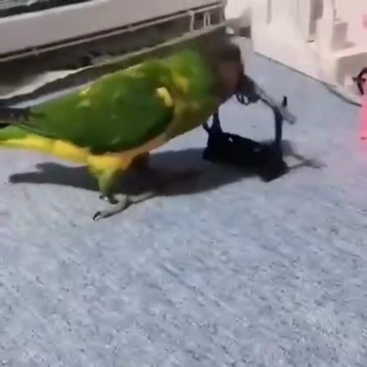 Smart bird acting
