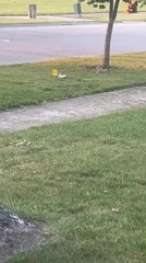 Playful Squirrel Mimics Another One and Ends Up Falling Same Way