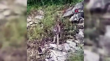 Ormanın hayaleti Erzincan’da ortaya çıktı!