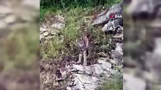 Ormanın hayaleti Erzincan’da ortaya çıktı!