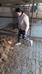 The adorable squirrels