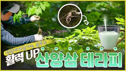 산이 주는 보물, 우리 임산물 숲푸드 - 7편 산양삼 / YTN