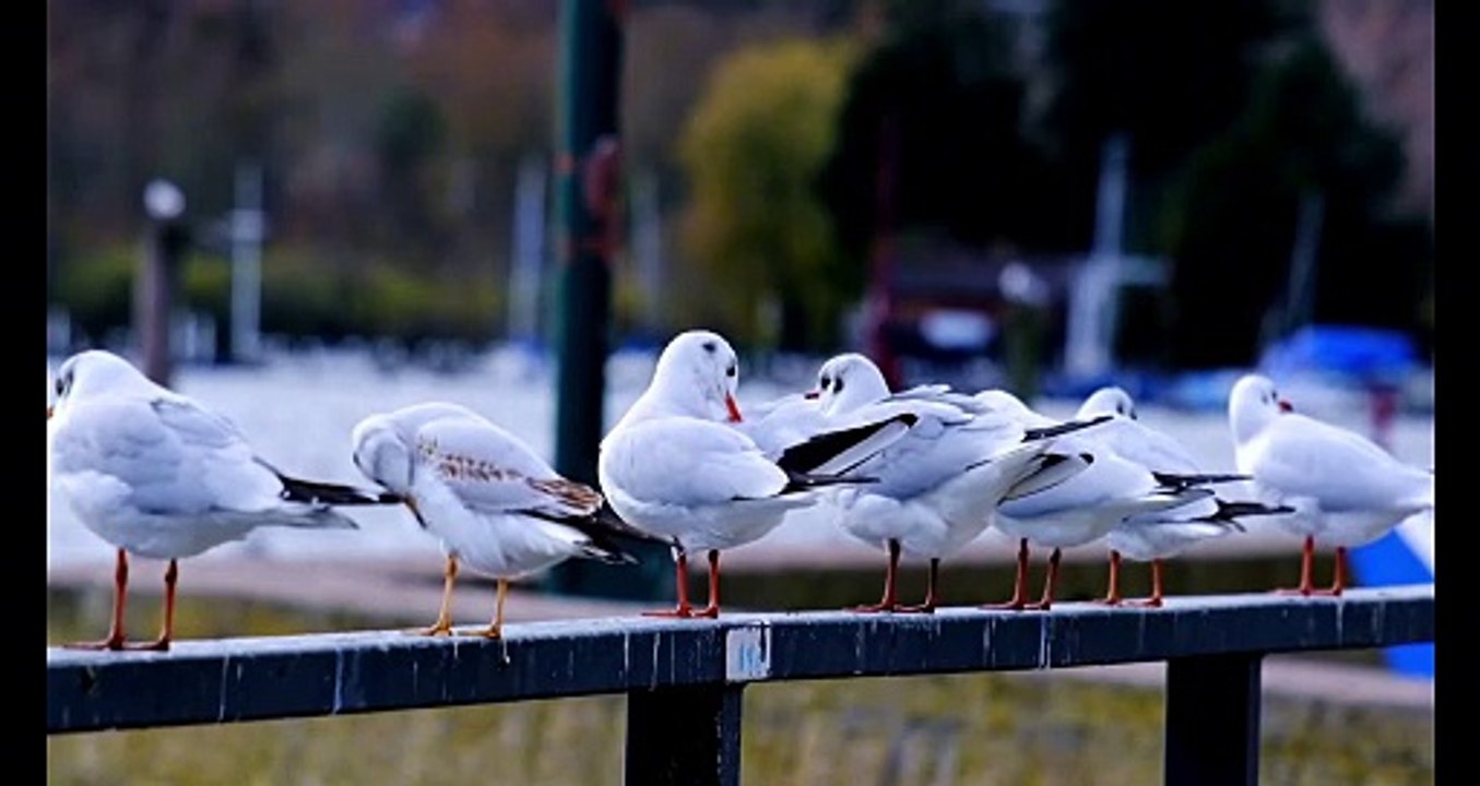 Os animais mais fofos do mundo  n•31