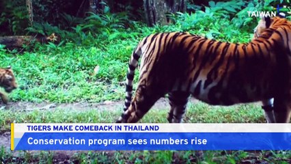 Conservation Project Helps Restore Thailand's Dwindling Tiger Population