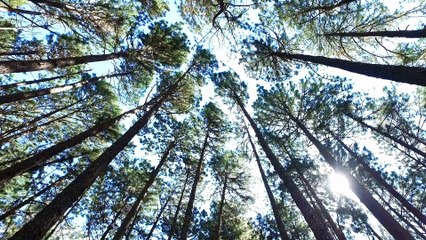 [#Podcast] Conocer y reconocer los árboles - Getting to know and recognise trees