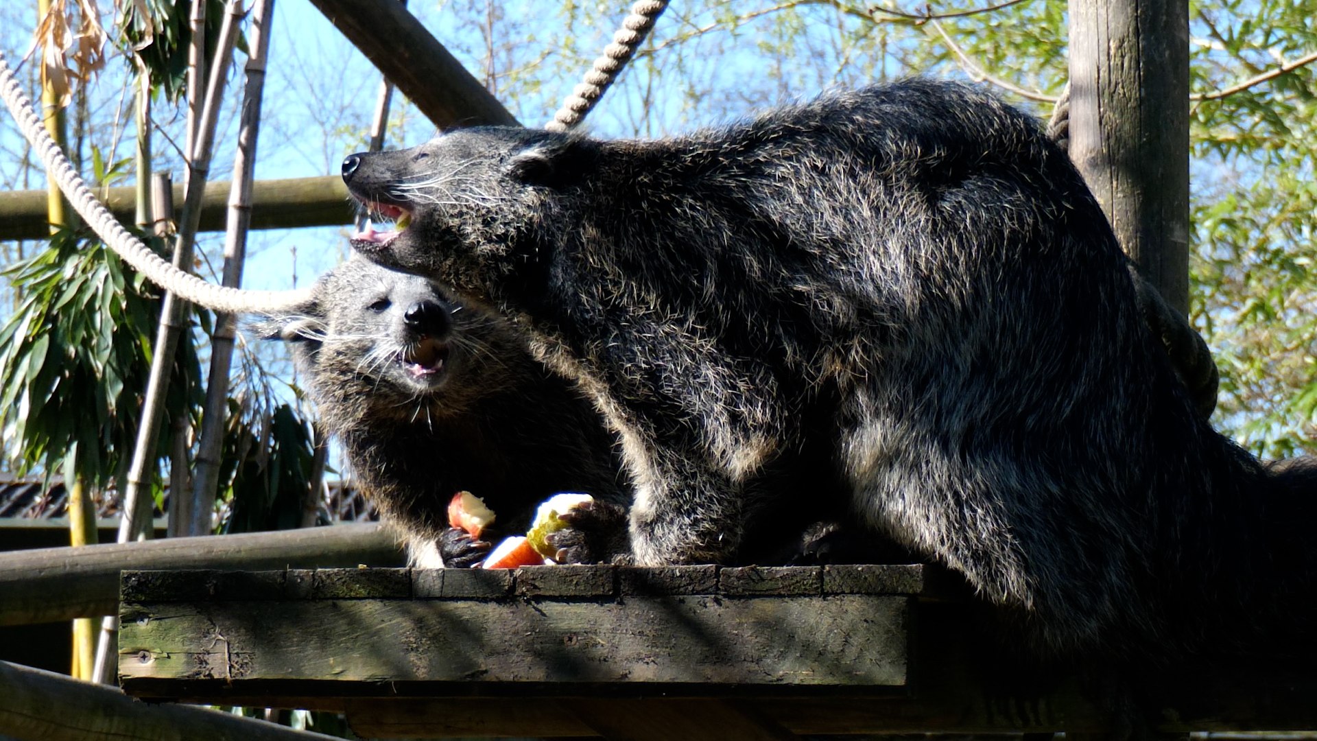 ⁣Meet the endangered bearcats that smell of popcorn