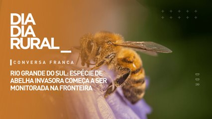 Rio Grande do Sul: espécie de abelha invasora começa a ser monitorada na fronteira
