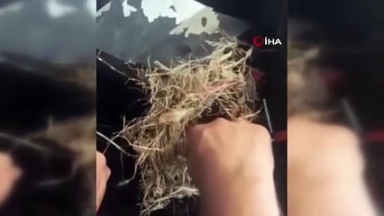 Yangının ortasından kurtardıkları yavru kuşları ekip otosunda besleyen polisler büyük takdir topladı