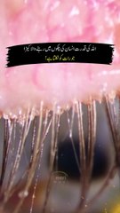 Shocking Discoveries About Insects Living in Human Eyes!