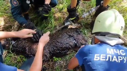 Animaux Qui Ont Demandé De L'aide Aux Humains!