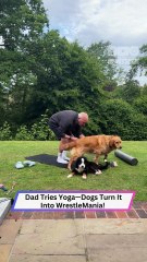 Dad Tries to Stretch—Dogs Turn It Into a WrestleMania Warmup!