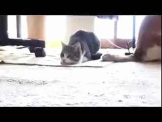 Armed and Dangerous 🎥 Saqib Hassan HP Channel